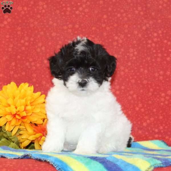 Rodger, Maltipoo Puppy